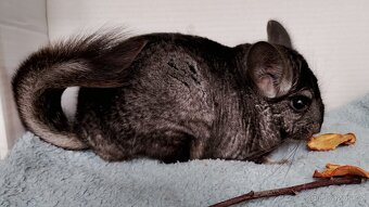 Činčila sameček - 2