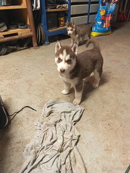 Sibiřský husky - 2