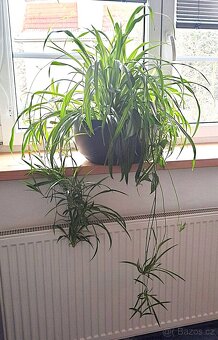 Velká pokojová rostlina - 2