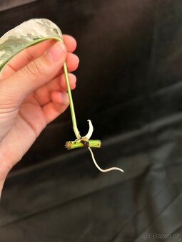 Pipremnum Pinatum Variagated - 2