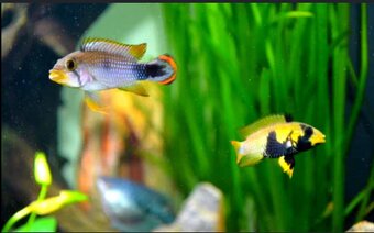 apistogramma viejita - 2