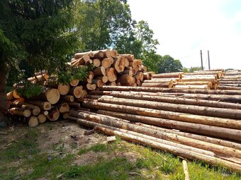 Dřevo měkké, tvrdé - 2