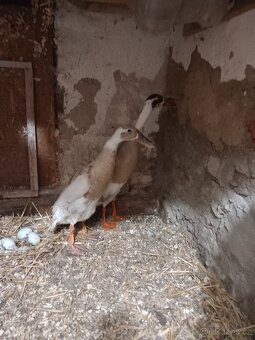 Nepribuzny pár indických běžců - 2