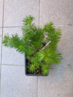 Bonsai, Bonsaj, modřín opadavý - 2