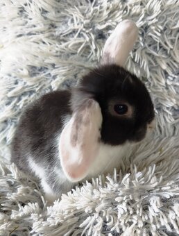 Minilop - anglický zakrslý beránek - Max - 2