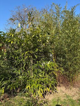 Mrazuvzdorný bambus (Phyllostachys aurea) sazenice - 2