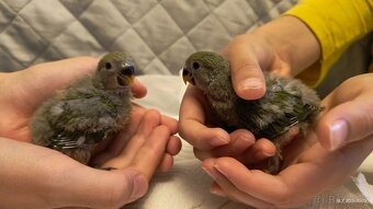 Agapornis růžohrdlý - 2