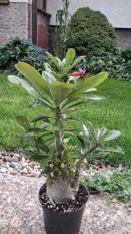 Adenium - 2
