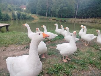 Husa Česká - 2