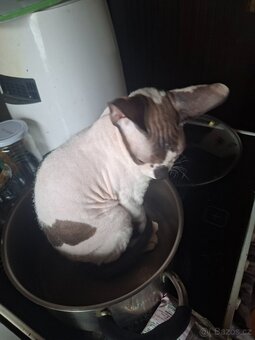 Don Sphynx - 2
