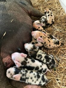 V REZERVACI_SELATA KUNE KUNE (SVIŇKY DO CHOVU ČI PRO RADOST) - 2