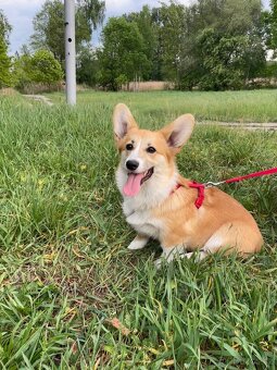 corgi pembrok sPP - 2