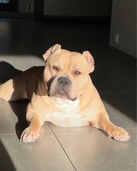 AMERICAN BULLY POCKET KRYTÍ - 2