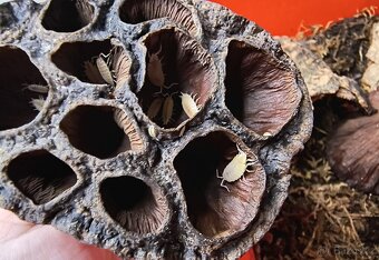 Isopody - Porcellionides pruinosus "White" - 2