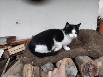 DARUJEME KOČIČKU - 2