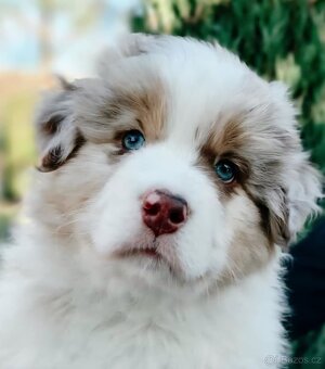 Australský ovčák s PP - 2