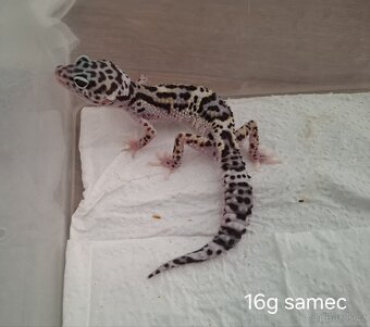 Gekončík noční (Eublempharis macularius) - 2