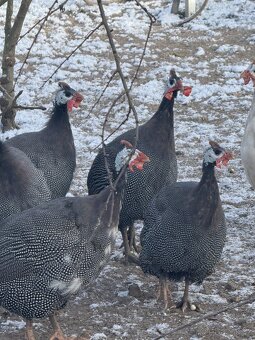 🐦✨ Africké princezny na prodej - 2