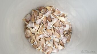 Česnek sadbový - 2