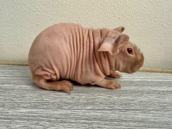 Skinny morče sameček - 2