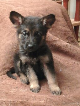 Nemecky ovčák typu Rex(štěňata) - 2