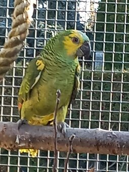 Amazoňan modročelý - 2