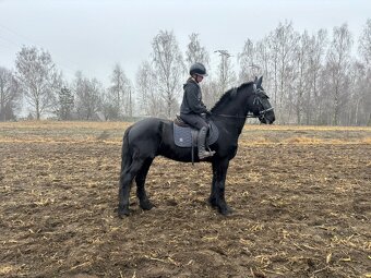 Fríský valach, 17 let - 2