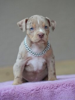 American Bully XL / XXL - 2