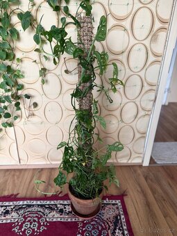 Monstera adansonii (Monkey Monstera) - 2
