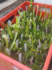 Masožravky Dionaea muscipula a jiné - 2
