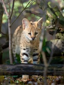 Kotě SERVAL - Kvalitní, zdravé a s dokumenty - 2