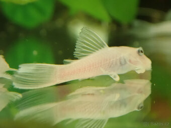 ancistrus L144 snow white - 2