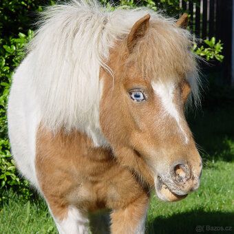 Minihorse - klisna - 2