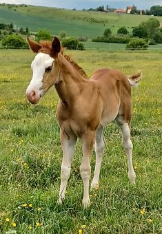 Klisnička Quarter Horse - 2