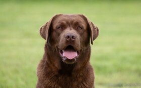 Labradorský retriever s PP - krytí - 2