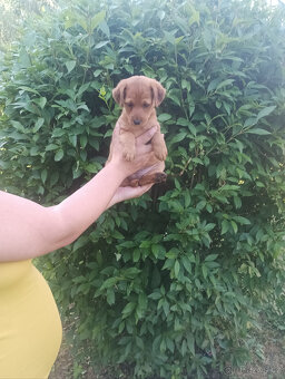 labrador - 2