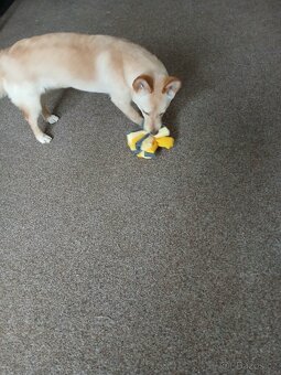 hleda se ženich pro shiba inu křižence - 2
