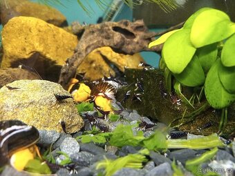 Krevetky caridina dennerli sulawesi - 2