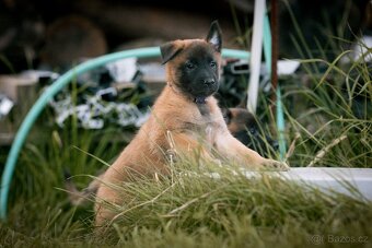 Belgický ovčák malinois s PP - 2