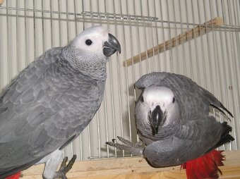 Žako - 2