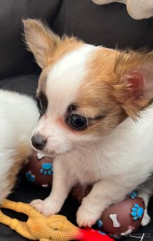 Čistokrevné štěňátko dlouhosrsté čivavy - 2