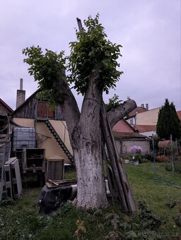 Ořech - 2