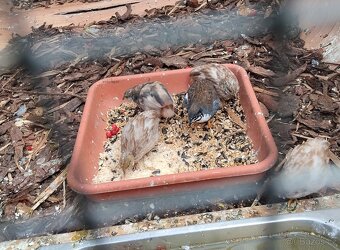 Křepelka cinska - 2