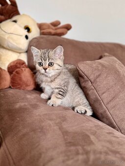 Skotská klapouchá kočka, scottish straight s PP - 2