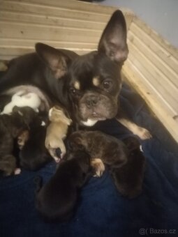 Francouzský buldoček - 2