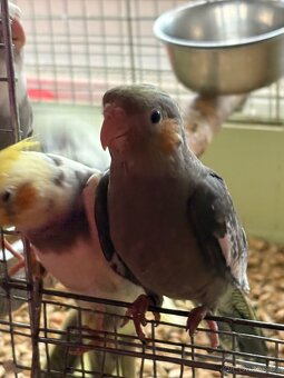 Korely ručně dokrmené - 2