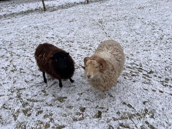 Quessantská ovce - 2