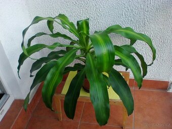 Pokojové květiny - 2