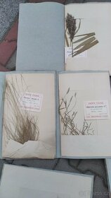 Herbář travin - 2