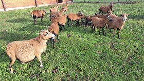 Ovce kamerunská - prodám jehňata po plemenném beranovi - 2